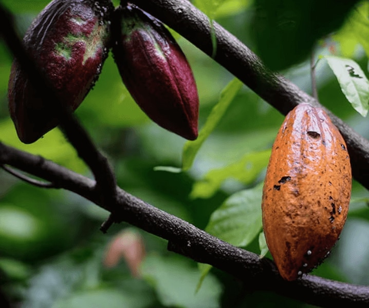 Verantwoord geteelde cacao NESCAFÉ Dolce Gusto Nesquik